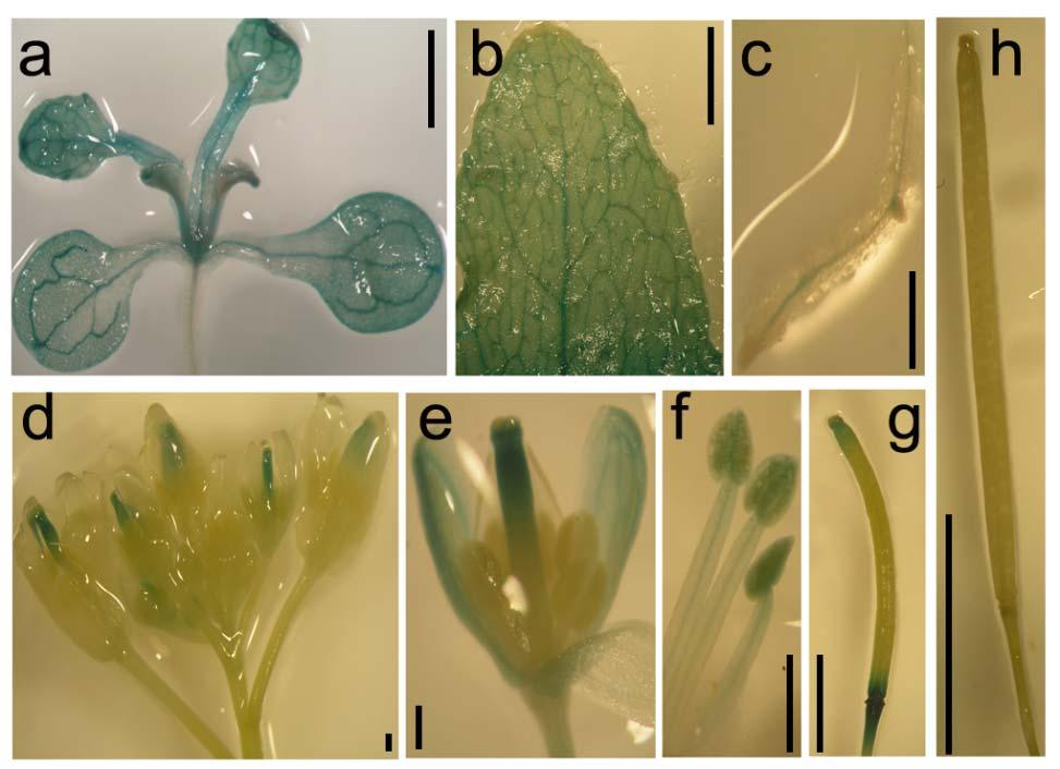 Supplementary Figure S6. Tissue localization of PTB1 in Arabidopsis.
