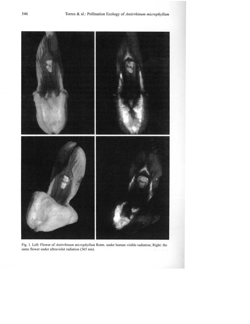 546 Torres & al.: Pollination Ecology of Antirrhinum microphyllum Fig. I.