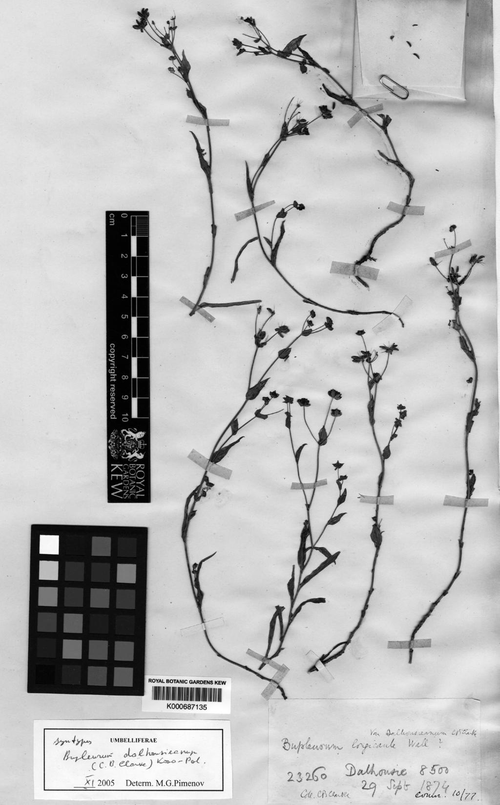380 Ma et al. Ann. BOT. Fennici Vol. 50 Fig. 1. A syntype of Bupleu r um dalhousieanum (C. B. Clarke 23260, K). Image published with permission from The Royal Botanic Gardens KEW.