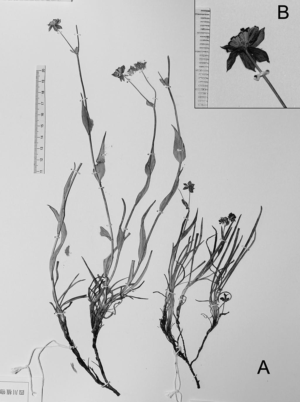 382 Ma et al. Ann. BOT. Fennici Vol. 50 Fig. 3. Holotype of Bupleurum baimaense. A: Fruiting specimen. B: Inflorescence and young fruits. G. Ma m12101901 (SZ), in fruit. Paratypes: China.