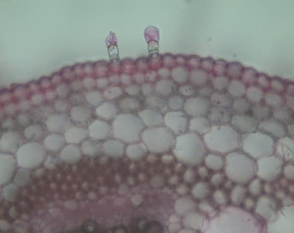 Cristina Elena Iancu et al. large parenchyma cells, whereas the xylem (the vessels disorderly dispersed with parenchyma cells) was situated inside the bundle.