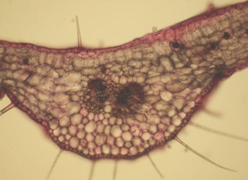 Contributions regarding the leaf histo-anatomy of some pelargonium species TABLE IV Mesophyll