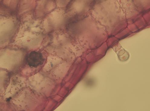 slightly elongated cells, the size decreases towards the abaxial epidermis -along the mesophyll