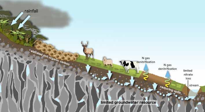 Figure 2: Main Zone Deep drainage to groundwater typically contains low nitrate concentrations due to