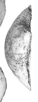 3 2 Fig. 1. Meganodontia acetabulum sp.