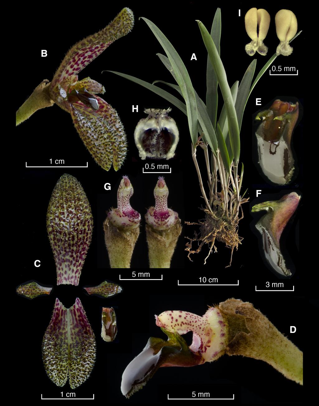 Pupulin et al. Two new species of Echinosepala 295 Figure 8. Lankester Composite Digital Plate of Echinosepala expolita. A. habit. B, flower. C, dissected perianth.