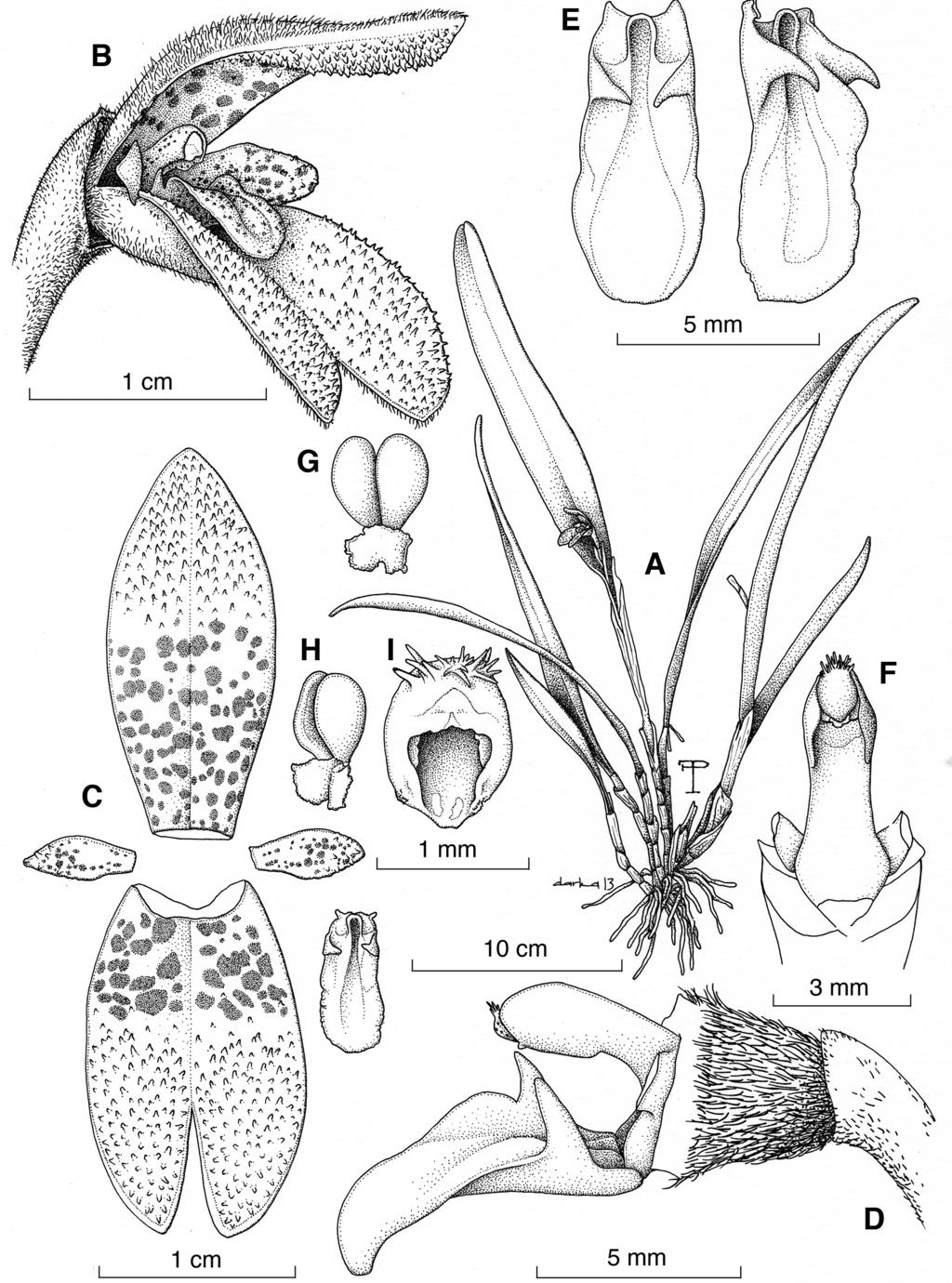 296 LANKESTERIANA Figure 9. Echinosepala expolita Pupulin & Belfort. A. habit. B, flower. C, dissected perianth. D, ovary, column and lip in lateral view.