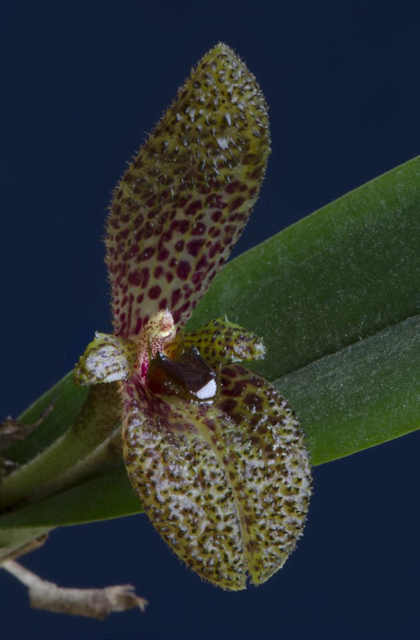 Pupulin et al. Two new species of Echinosepala 297 Figure 10. Flower of E. expolita, from the plant that served as the holotype. Photograph by F. Pupulin.