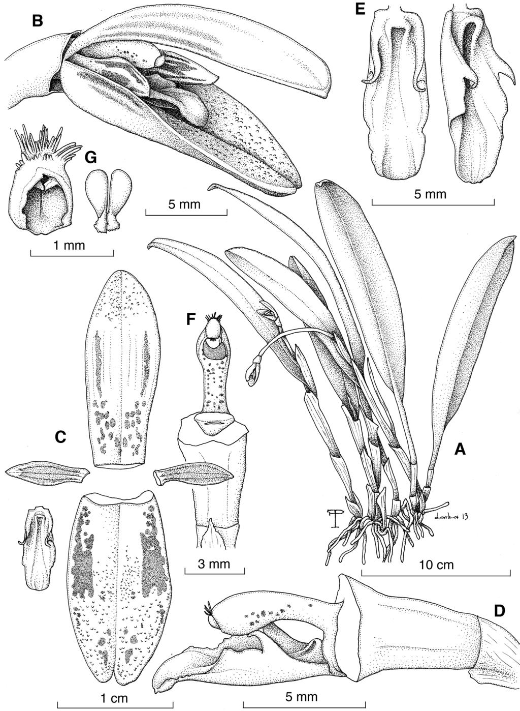300 LANKESTERIANA Figure 15. Echinosepala longipedunculata Pupulin & Karremans. A. habit. B, flower. C, dissected perianth. D, ovary, column and lip in lateral view.
