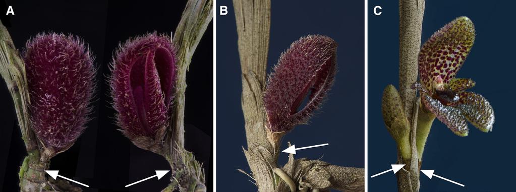 286 LANKESTERIANA Figure 1. Basal inflorescences in species of Echinosepala. Note that the peduncle is exserted from a node of the stem (arrows). A, E. lappiformis (Bogarín 890). B, E.
