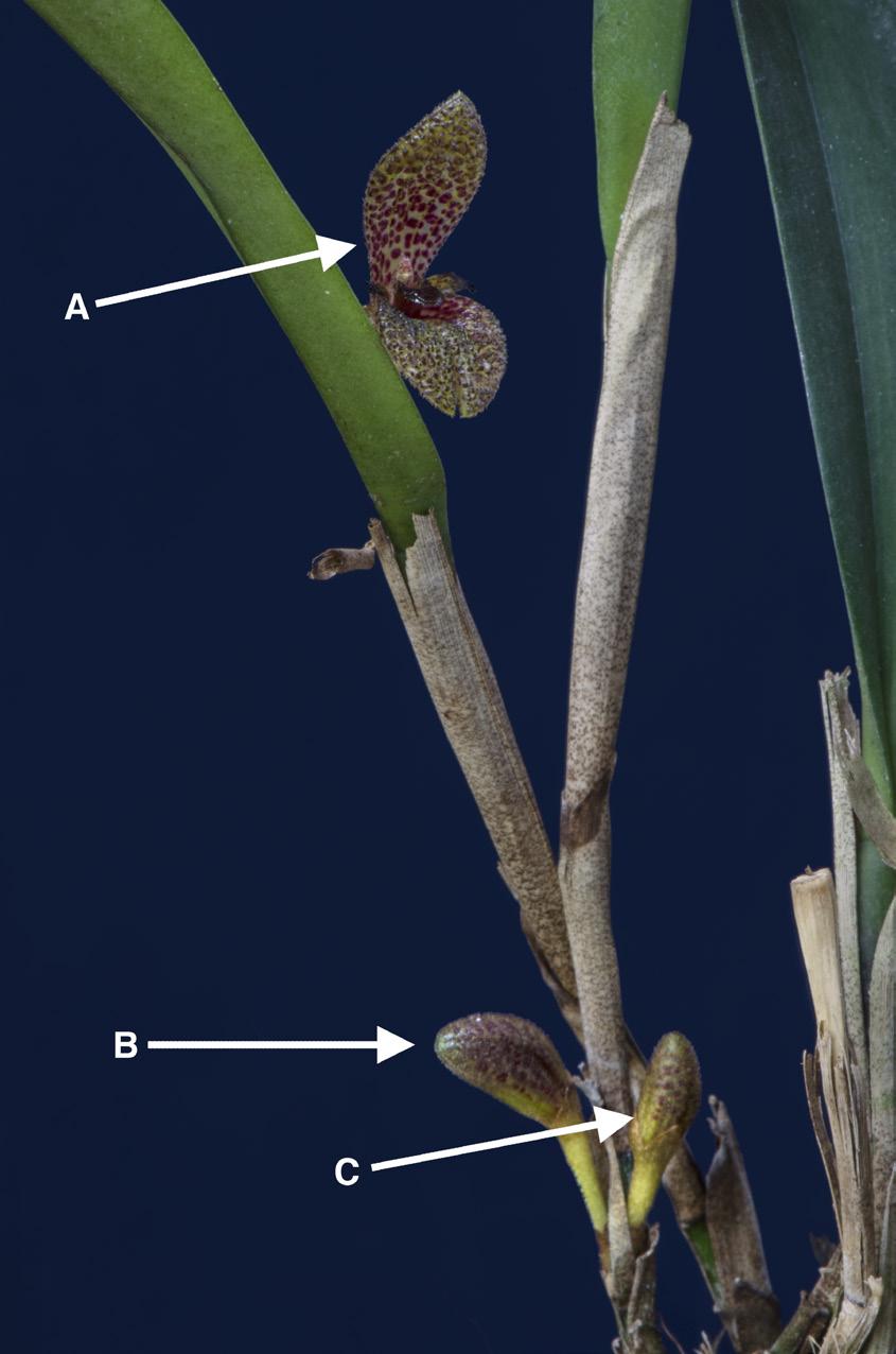 Pupulin et al. Two new species of Echinosepala 287 Figure 2. Simultaneous apical and basal inflorescences of E. expolita (arrows) (Pupulin 7030, JBL). Photograph by F. Pupulin.