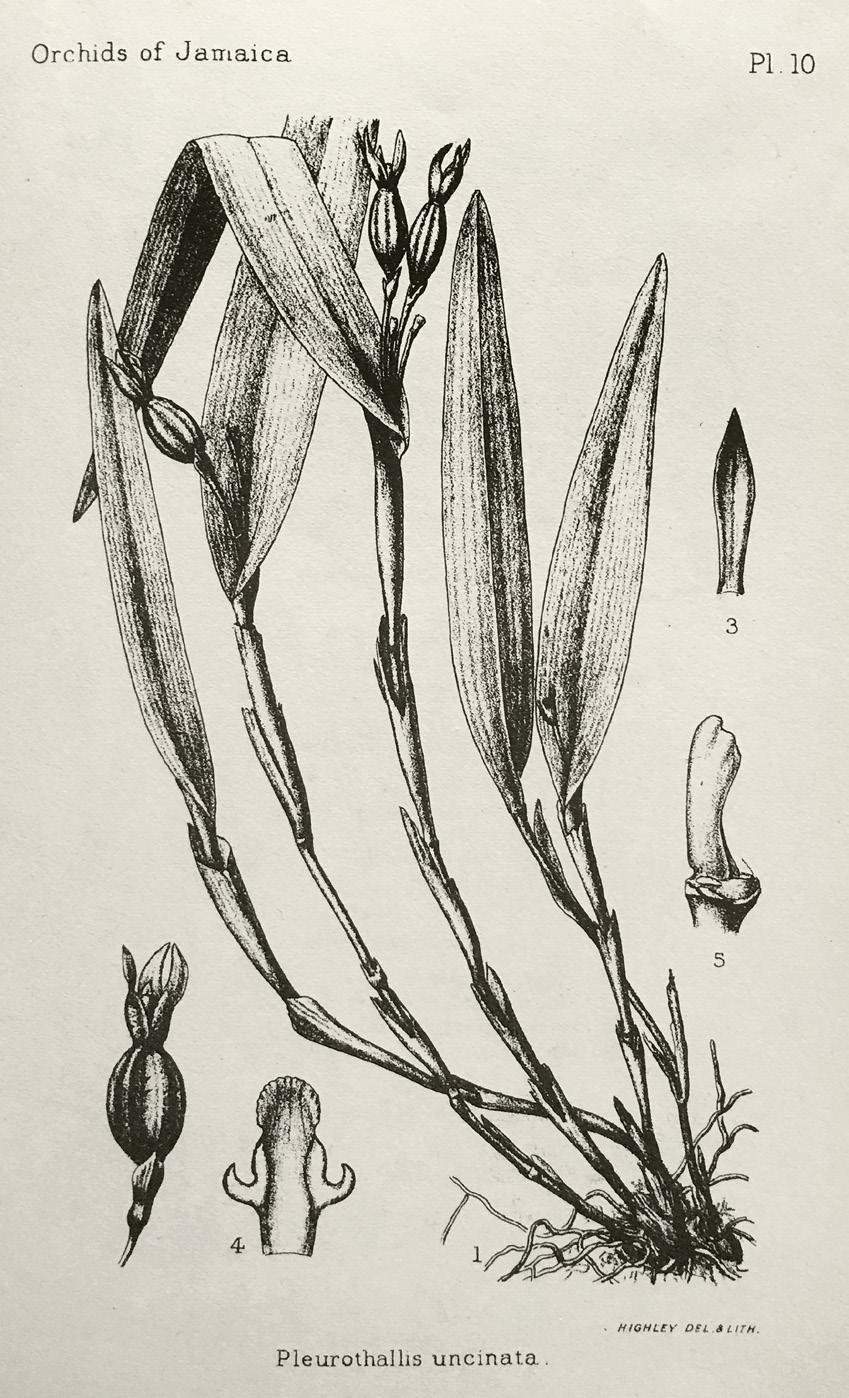 290 LANKESTERIANA Figure 5. A Colombian specimen of Echinosepala (as Myoxanthus) aspasicensis (Luer 14315), from Luer 1992 (pl. 45). Courtesy of the Missouri Botanical Garden.