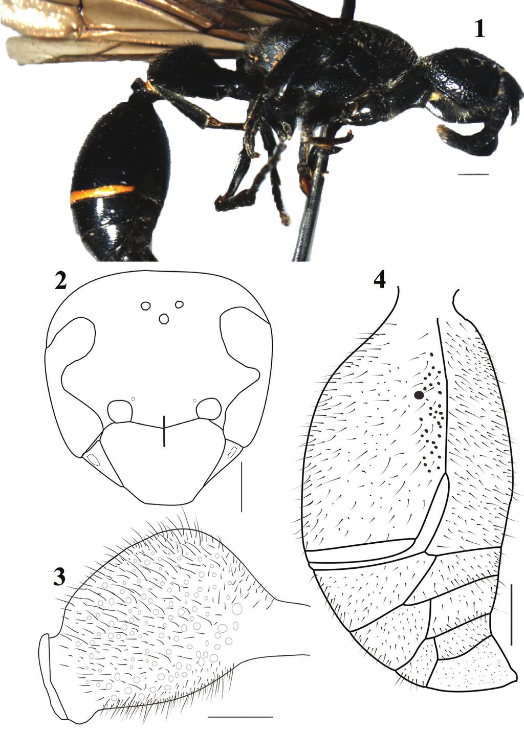 48 Xin Zhou et al. / Journal of Hymenoptera Research 32: 45 54 (2013) Figures 1 4. Discoelius ni