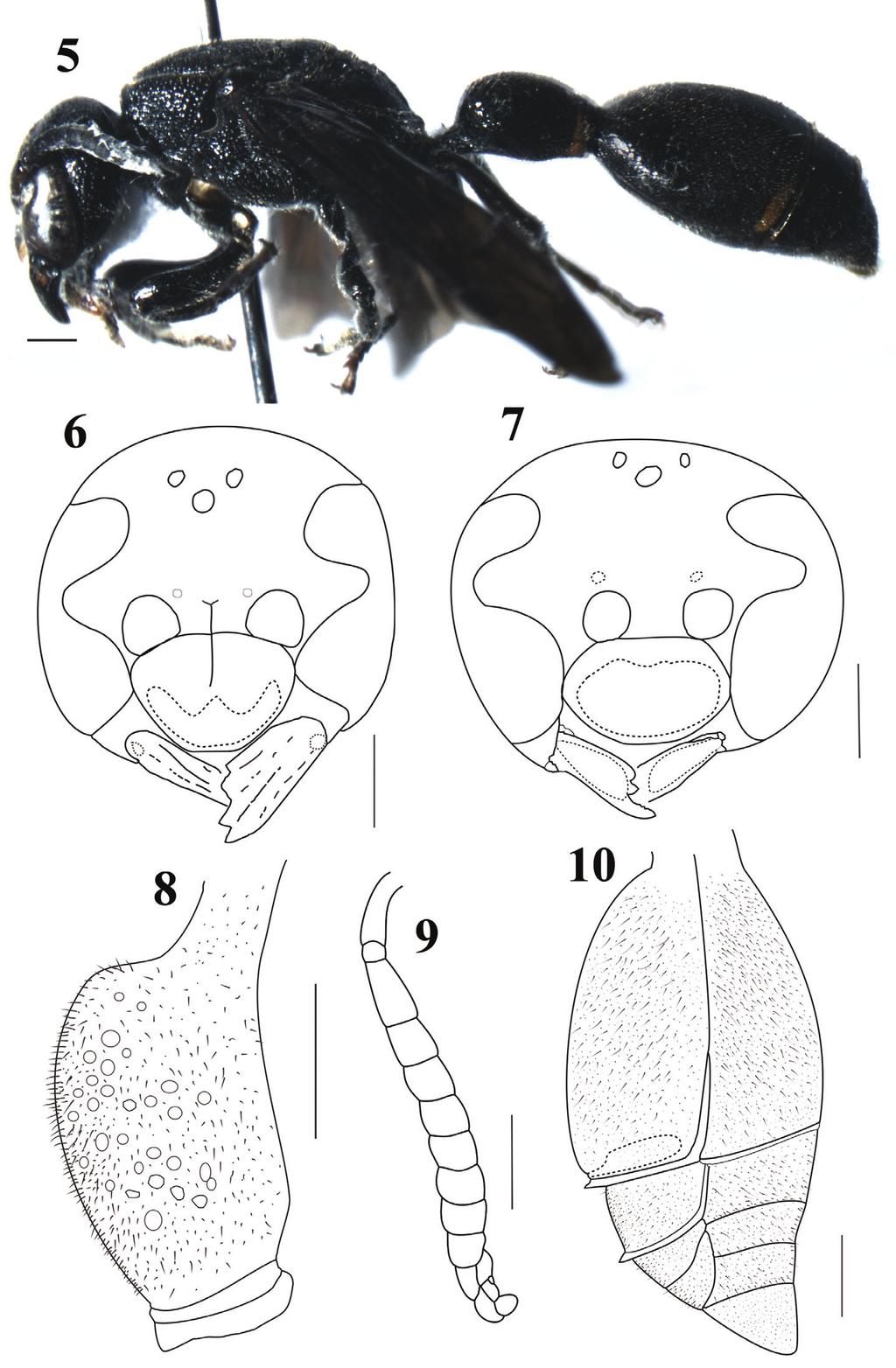 50 Xin Zhou et al. / Journal of Hymenoptera Research 32: 45 54 (2013) Figures 5 10. Discoelius emeishanensus Zhou and Li, sp. n.