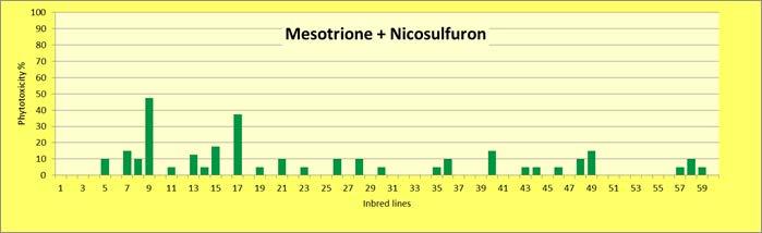 Figure 6: Effect of the normal dose of Mesotrione + Nicosulfuron applied in the 7 8-leaf stage of maize, averaged over 60 parental genotypes from Martonvásár The Mesotrione + Terbutylazine