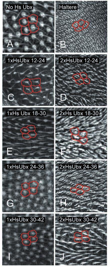 Ubx and haltere cell morphology 103 Fig. 6. Confocal images of the cellular surface from wings (A,C-J) or from a haltere (B) aged 56-60 hours APF and stained with rhodamine phalloidin.