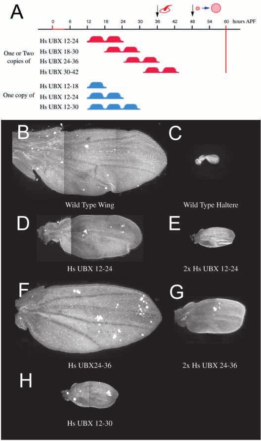 104 F. Roch and M. Akam Fig. 7. Effects of different heat shock Ubx treatments on overall wing morphology.