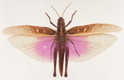 Orthoptera: Acrididae remigium anal area Coleoptera: