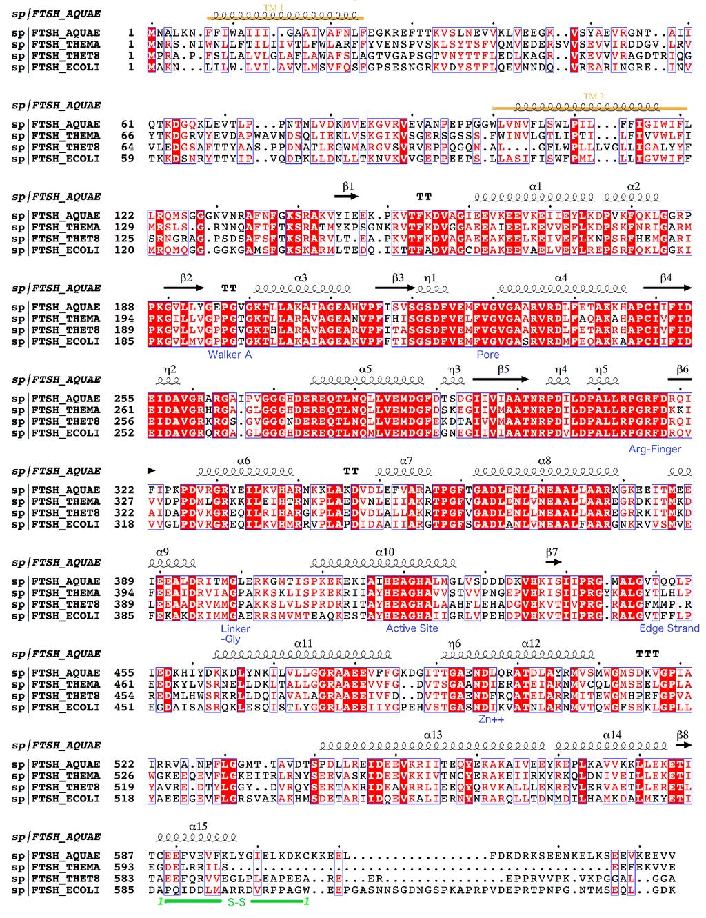 Supporting information, sup-4 Figure S1 Sequence alignment of bacterial FtsH proteins. The sequences of FtsH from A. aeolicus (FTSH_AQUAE), T. maritima (FTSH_THEMA), T.