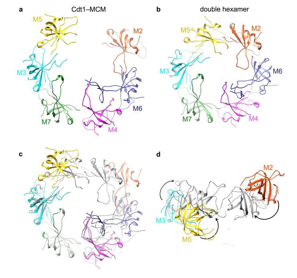Supplementary Figure 4 Arrangements of oligonucleic-acid-binding subdomains (OBs) in the heptamer and double hexamer.