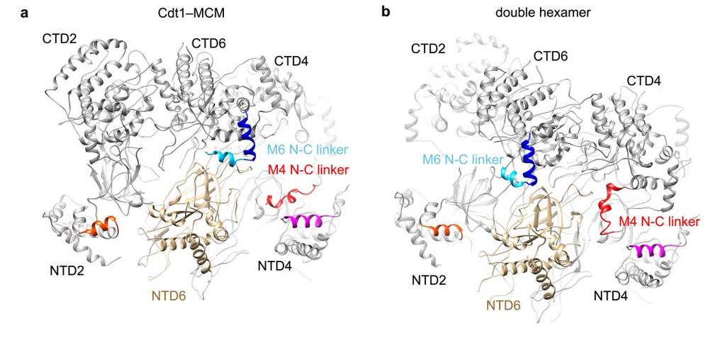 Supplementary Figure 5 Constellation of Cdt1-binding sites in the heptamer and double hexamer.