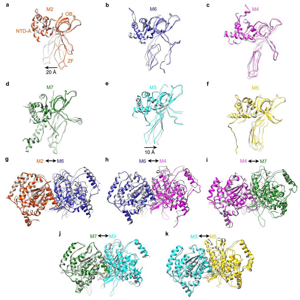Supplementary Figure 6 Structural comparison of the heptamer and double hexamer. (a-f) Conformational differences of each NTDs from the heptamer and the double hexamer.