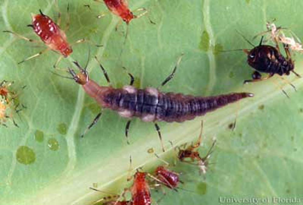 Both adults and larvae prey on aphids, other soft-bodied insects and mites. Figure A. Adult brown lacewing (Neuroptera: Hemerobiidae). Credits: University of Florida Figure C.
