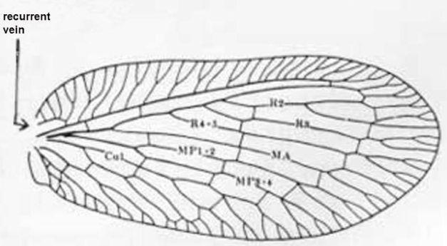 Both male terminalia and wing maculation are distinctive. Selected References Carpenter FM. 1940. A revision of the Nearctic Hemerobiidae, Berothidae. Sisyridae, Polystoechotidae and Dilaridae.