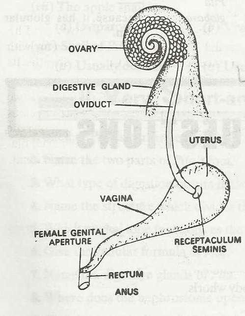 Ovary Oviduct