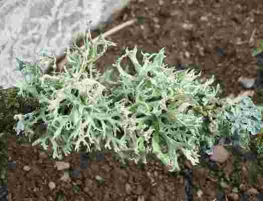 Evernia prunastri Overall appearance: A bushy (=fruticose) lichen, with a dividing, strap shaped, pendent thallus.