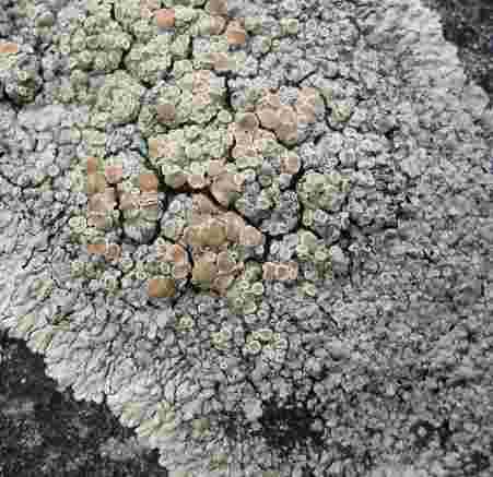 The central part of the thallus is darker and is covered in flour-like (= farinose) green-white soralia.