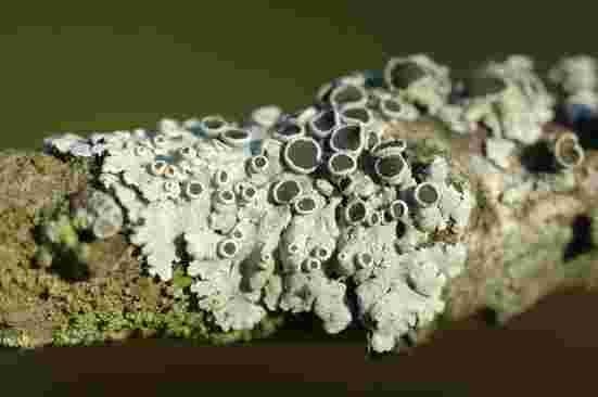 Physcia aipolia Overall appearance: A white to pale grey, orbicular, foliose lichen, up to 6 cm across, with distinct pale mottling.