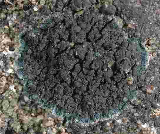Placynthium nigrum Overall appearance: A dark-blue to jet-black, less commonly dark brown, crustose lichen, with a distinctive blue-black nonlichenised outer zone (= prothallus), although this is not