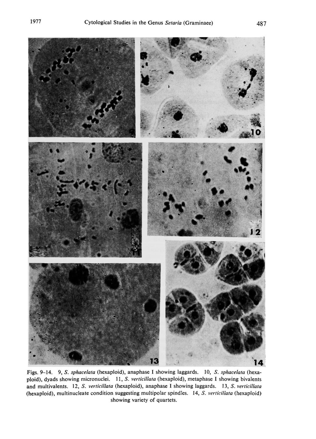 1977 Cytological Studies in the Genus Setaria (Graminaee) 487 Figs. 9-14. 9, S. sphacelata (hexaploid), anaphase I showing laggards. 10, S. sphacelata (hexa ploid), dyads showing micronuclei. 11, S.