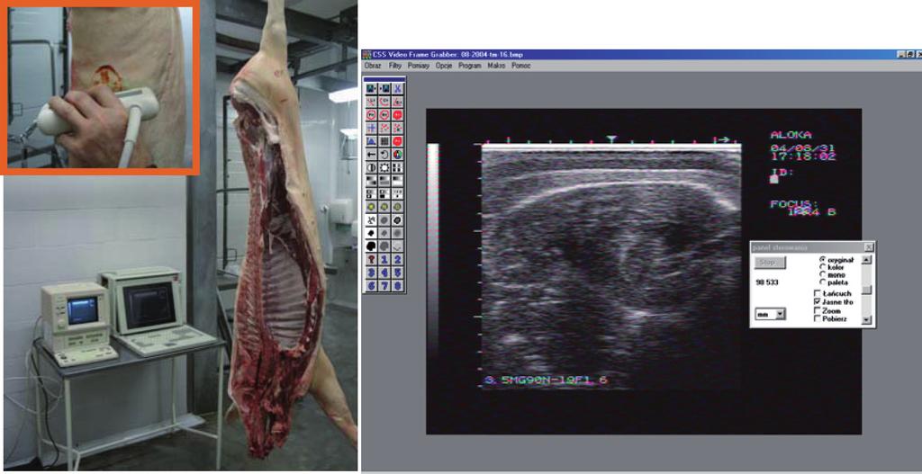 Using ultrasonography in breeding work with pigs. Part III 359 Material and methods Animals and data obtained Subjects were gilts of the most common breeds in the Polish pig population.