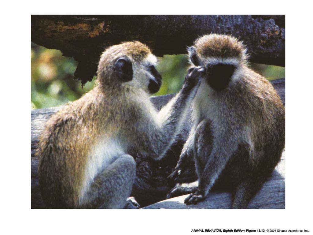 13.13 Reciprocity in a social primate The Reciprocity hypothesis A vervet monkey