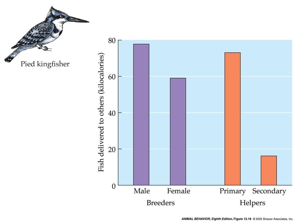 13.18 Altruism and relatedness in pied kingfishers