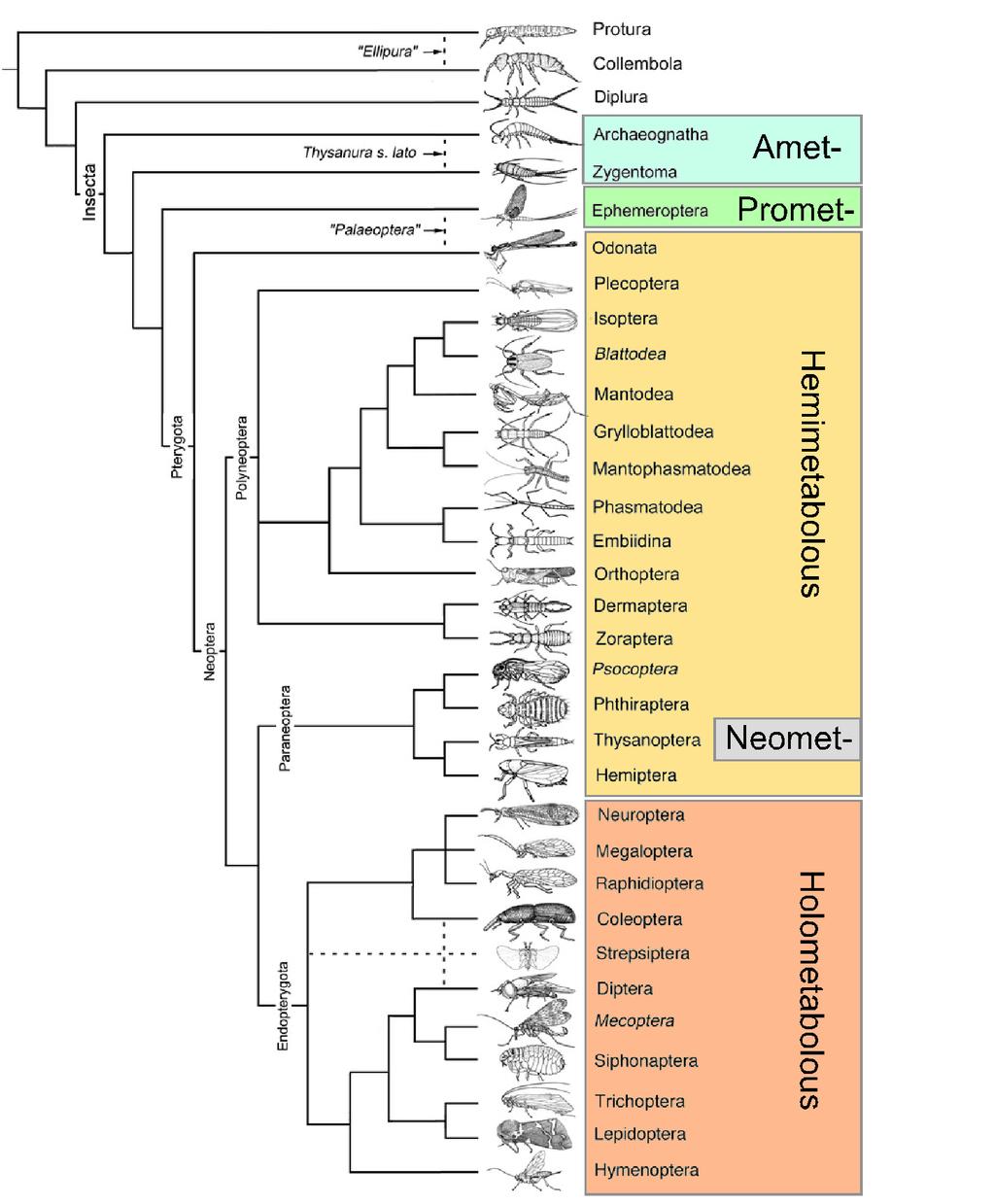 Evolution The intervening step, alate ametaboly, is not present in modern insects Neometaboly appears to be a specialisation of one particular group, derived from hemimetabolic development Evolution