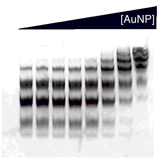 Shown is an image of phosphor shadow a 10T/5C Acrylamide gel showing product bands which result from conjugation of DNA to the 2.0nm particle.