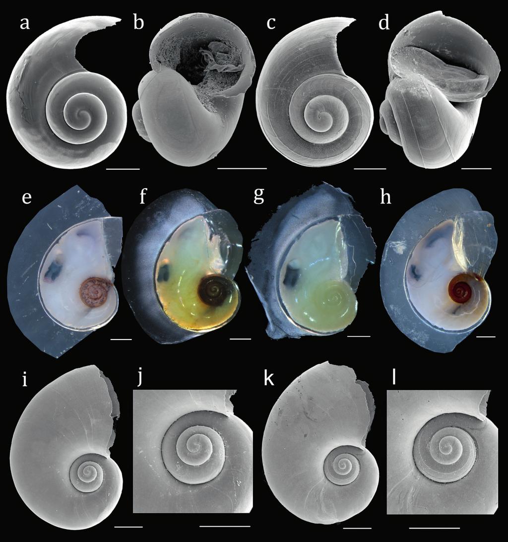 428 Wall-Palmer et al. Validity of the planktonic gastropod Protatlanta sculpta Fig. 3.