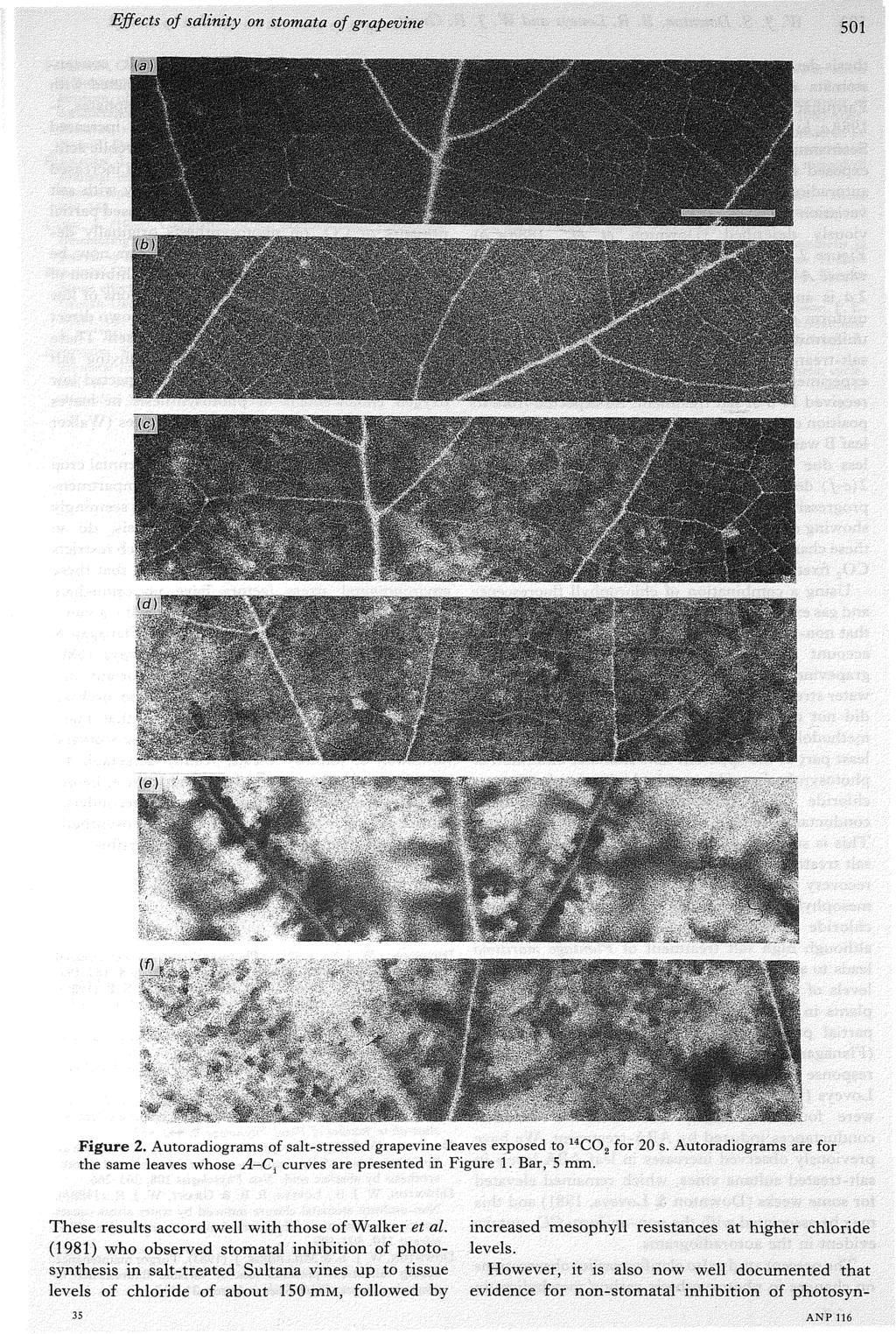 Effects of salinity on stomata of grapevine 501 Figure 2. Autoradiograms of salt-stressed grapevine leaves exposed to the same leaves whose A-C^ curves are presented in Figure 1.
