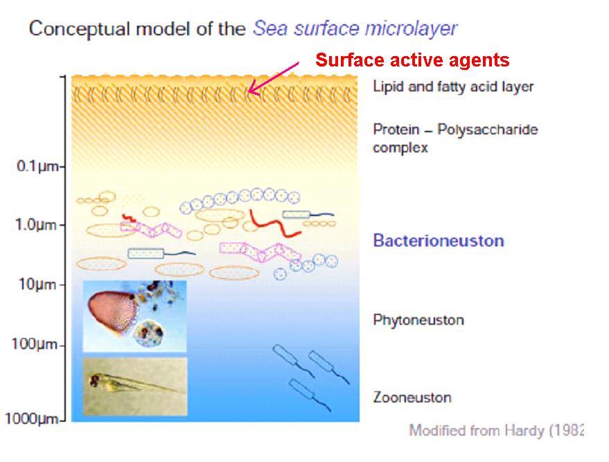Sea Surface Microlayer and