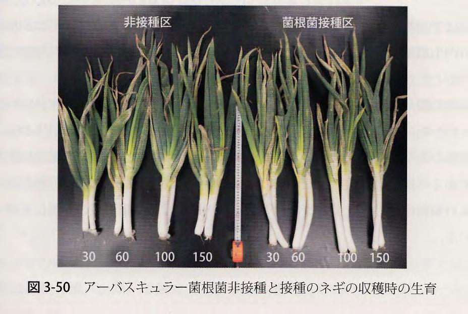 Effect of mycorrhizal inoculation on the growth of leek.