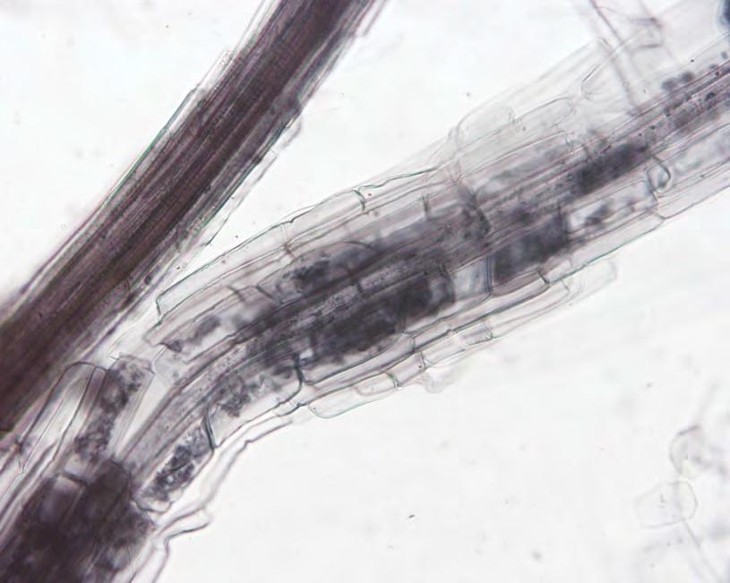 Mycorrhiza in the