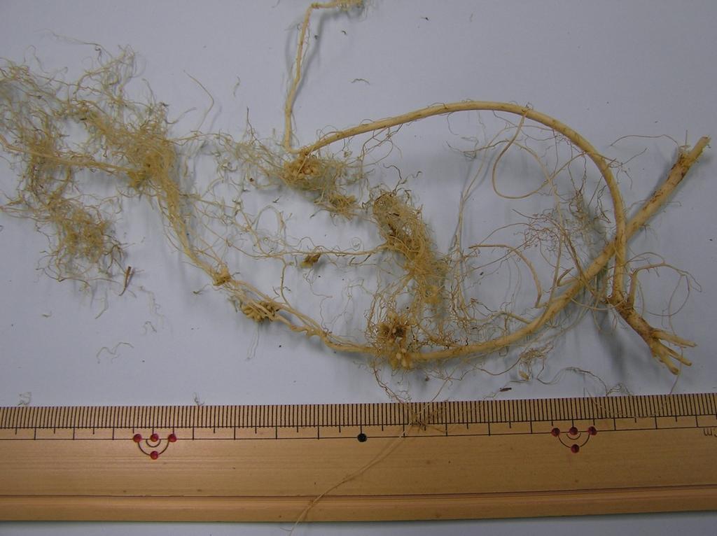 Ectomycorrhiza