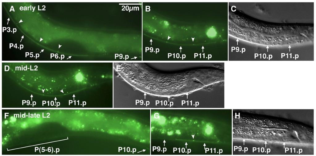 Figure 2. P9.p fusion with hyp7 during the mid-to-late L2. In all panels showing GFP fluorescence, an unfused Pn.