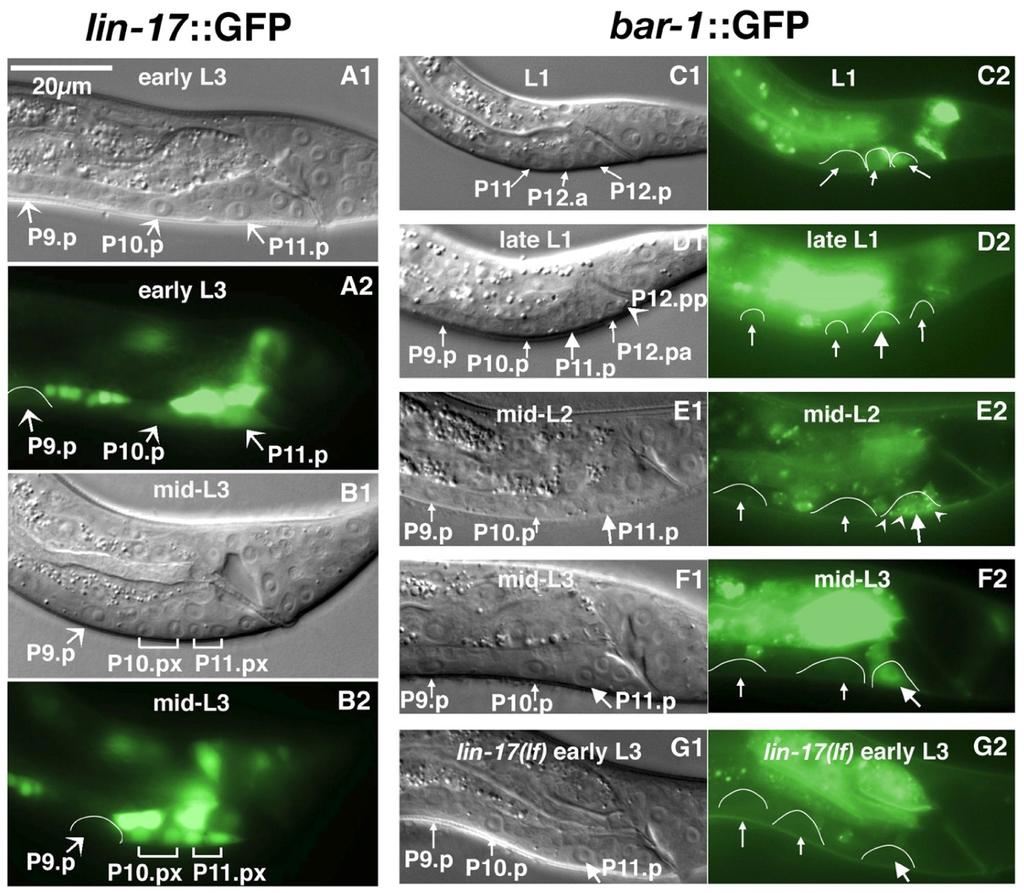 Figure 6. lin-17::gfp and BAR-1 GFP expression in the HCG. (A, B) Wild-type transcriptional lin-17::gfp expression. (A1 2) Early L3. lin-17::gfp in P10.p was barely detectable but stronger in P11.p. No expression was detected in P9.