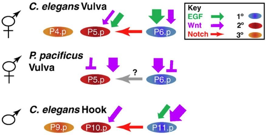 Figure 7. Comparison of VPC and HCG patterning networks in C. elegans and Pristionchus pacificus. In the C.