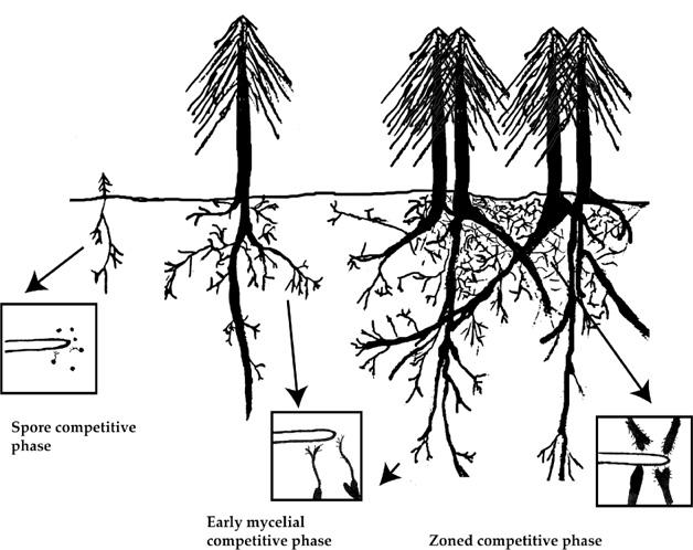 Rethinking ectomycorrhizal succession 237 Fig 2 e Functional NMDS ordination based on hyphal exploration type for soil cores sampled across the edgeinterior of three Pinus muricata tree islands.