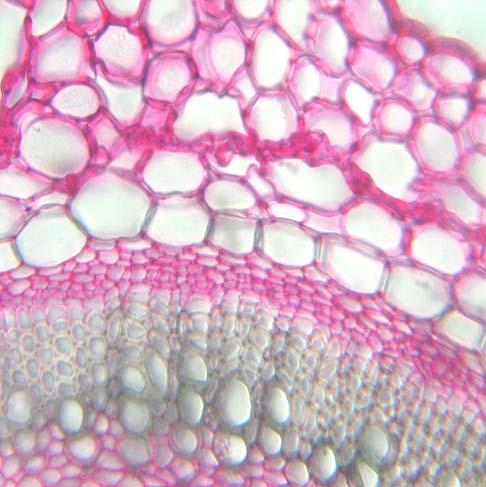 represented by a tenuous external phloem ring (consisting in sieved tubes, companion cells and a few parenchyma cells) and a thicker xylem ring (with libriform and a few vassels). At T.